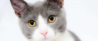 Какое имя можно дать вислоухой кошки?