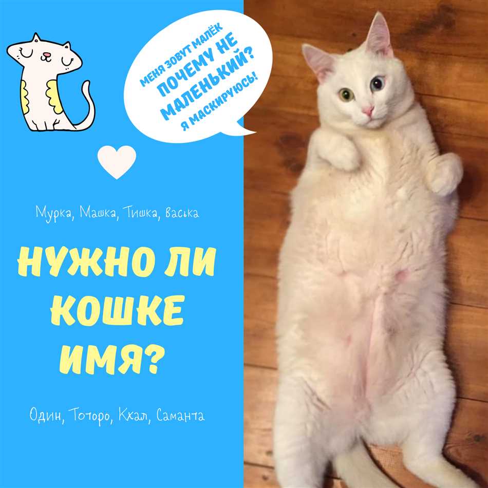 Тематические имена для вислоухой кошки