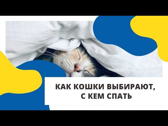 Какое место выбирает кошка для сна?