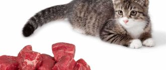 Какое мясо можно давать котятам?