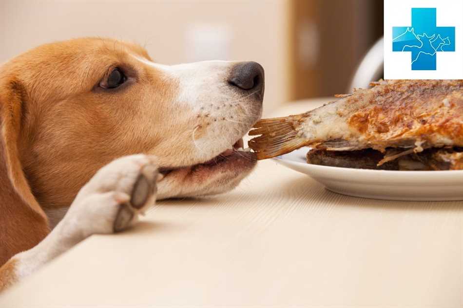 Альтернативы безопасного мясного кормления собак