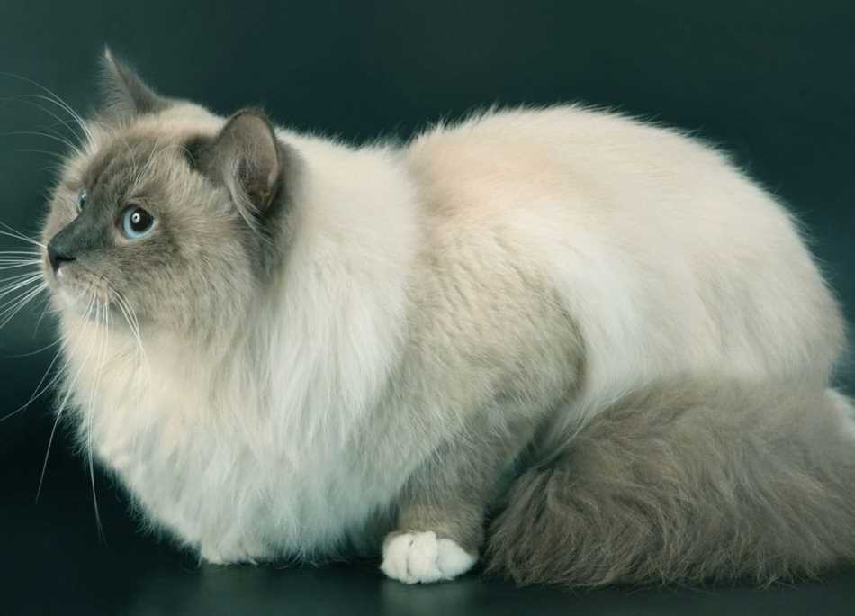 Размеры невских маскарадных котов: все, что вам нужно знать