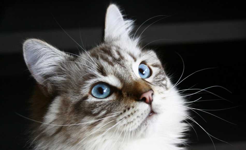 Какого размера вырастают невские маскарадные коты?
