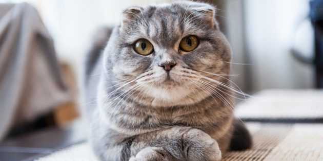 Корм для котят породы шотландский фолд: какой тип лучше всего?