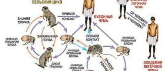 Какой микроорганизм вызывает заболевание под названием чума?