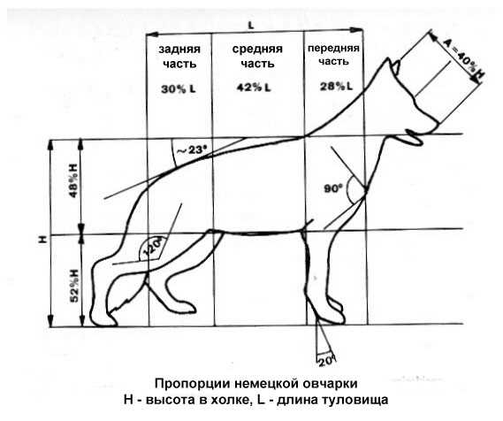 Какой обхват груди у немецкой овчарки?