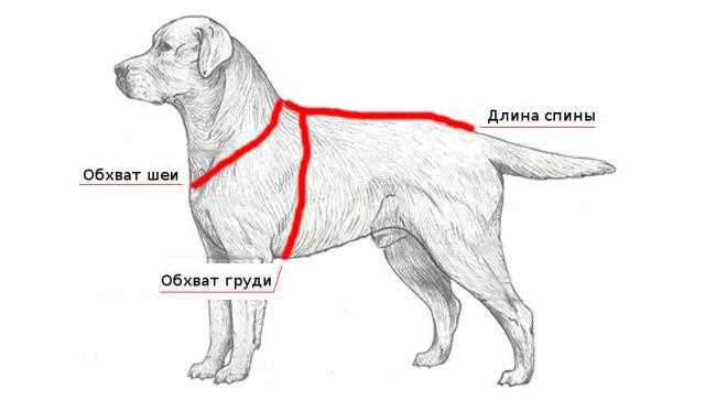 Как определить обхват шеи у лабрадора?