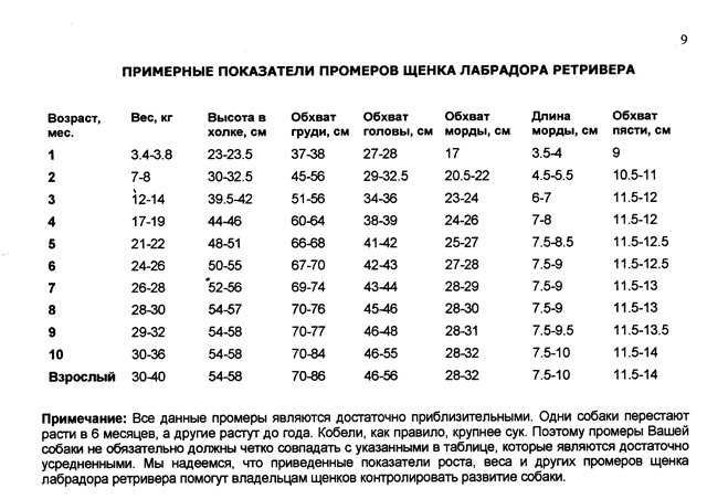 Подготовка к измерению обхвата шеи у лабрадора