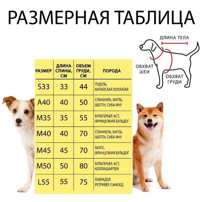 Какой обхват шеи у лабрадора?