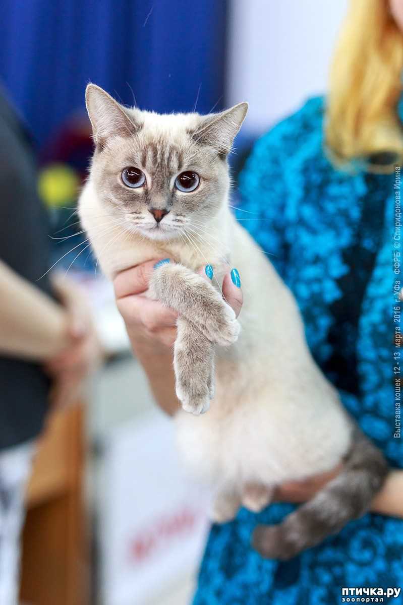 Тайская кошка: особенности породы и окрас