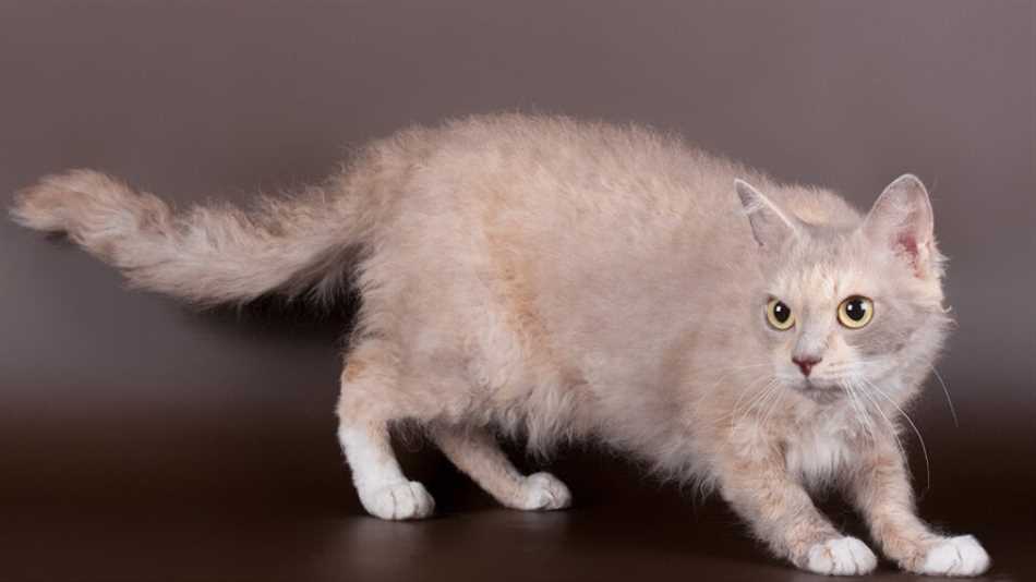 Кошки породы лаперм: особенности и преимущества зачаровательной породы