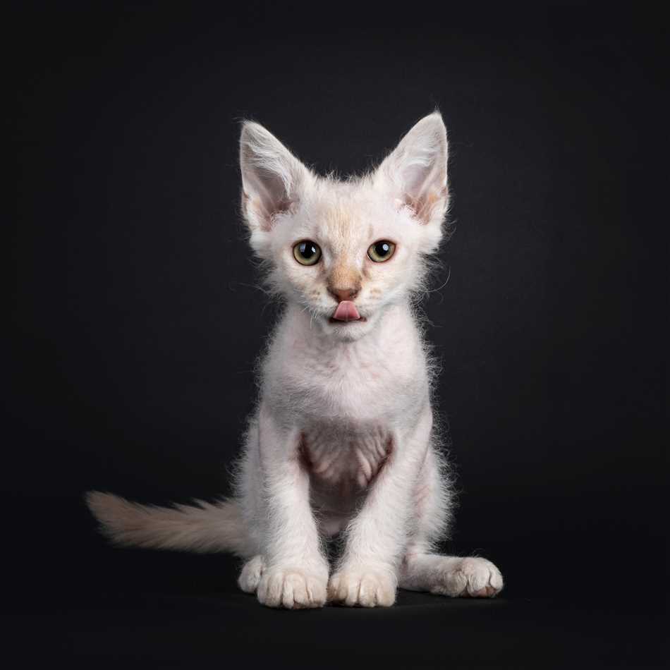 Забота о кошках породы Лаперм: основные моменты ухода и требования к содержанию