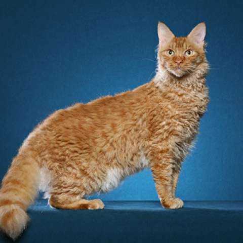 Какой особенностью отличаются кошки породы лаперм?