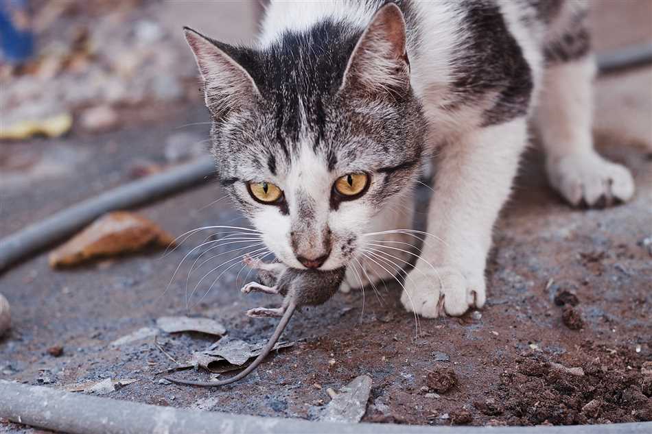 Токсоплазмоз и отношения кошек с людьми