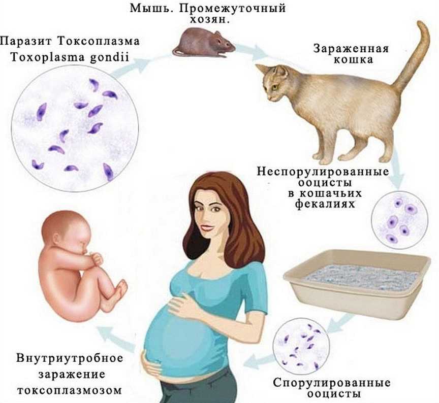 Какой паразит в кошке заставляет любить людей?