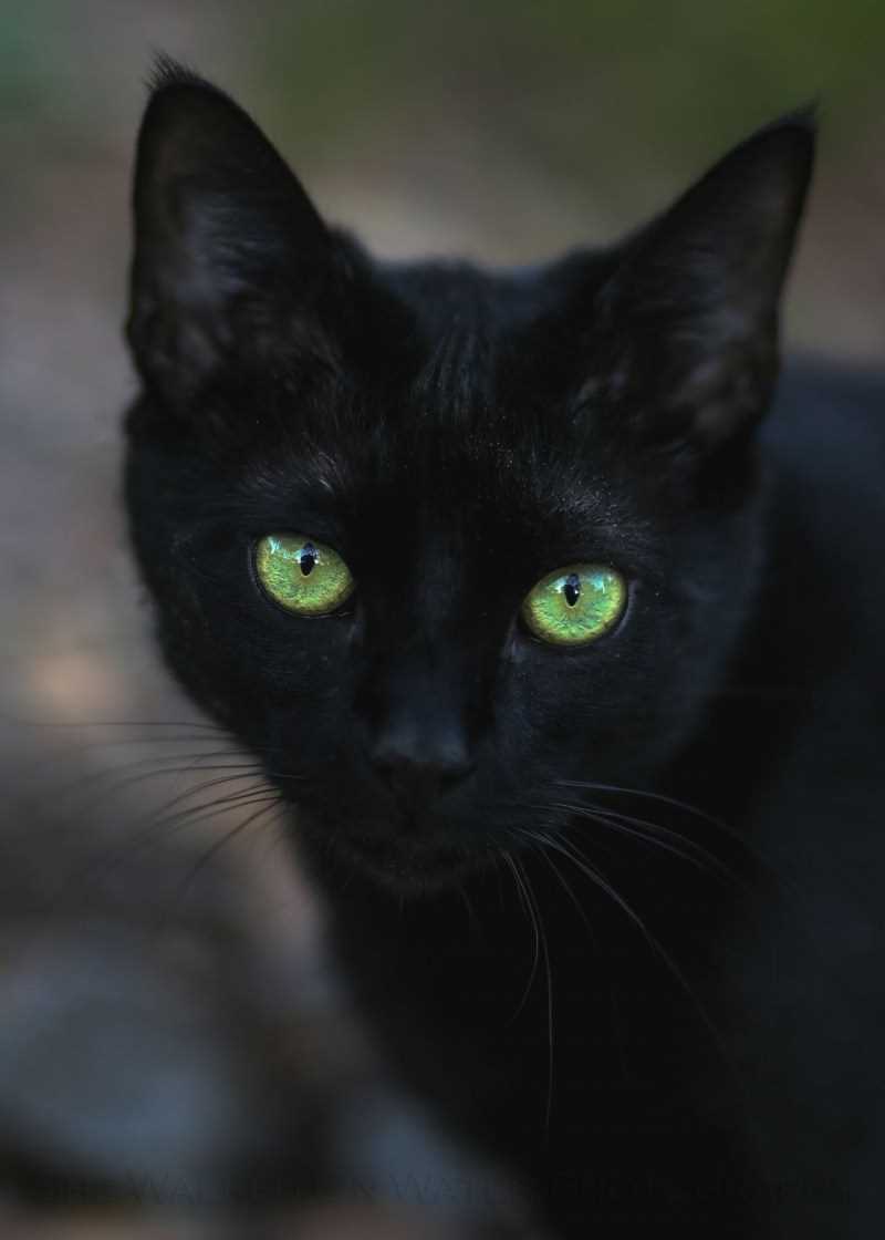 Легенды и суеверия о черных котах с зелеными глазами