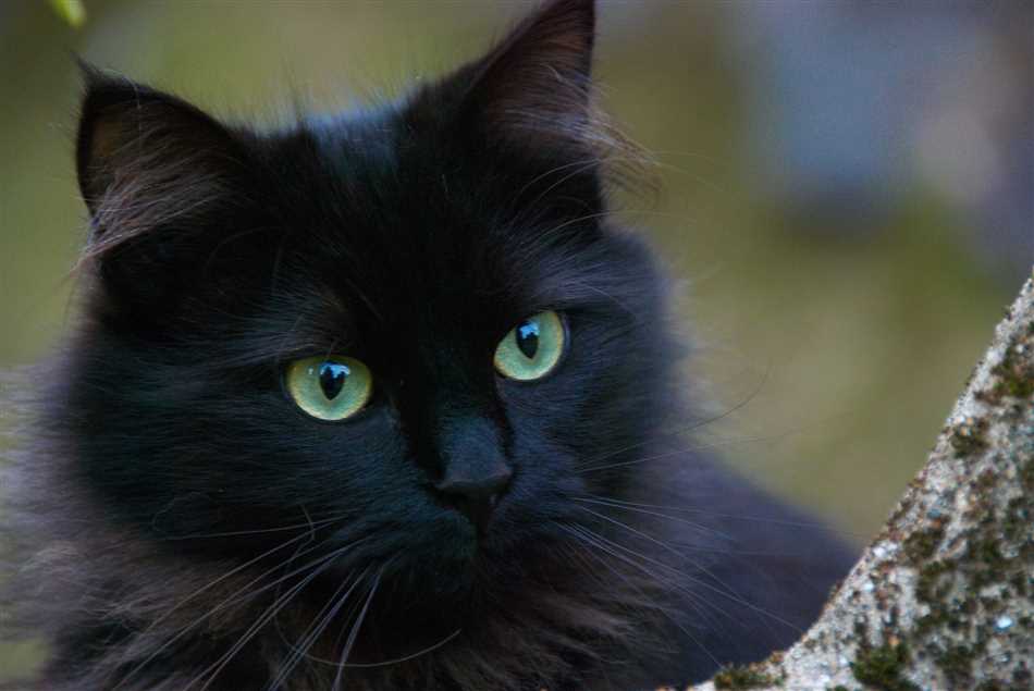 Таинственный и элегантный: черные коты с зелеными глазами