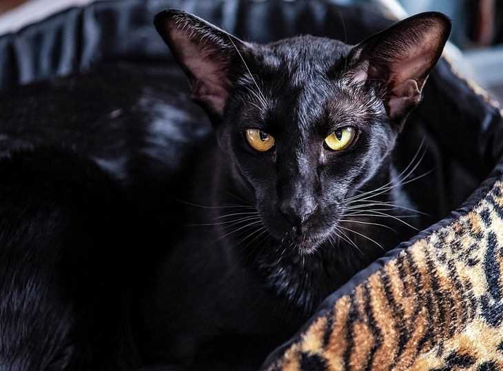 Какой породы черные коты с зелеными глазами?