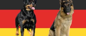 Какой породы собака на немецком?
