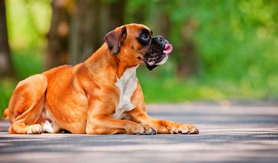 Что означает порода собаки на немецком языке?