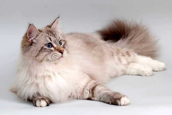 Какой рост у кошек Невская маскарадная?