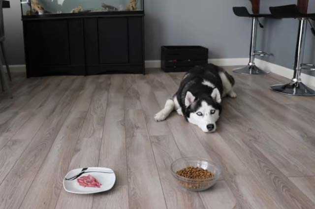 1. Royal Canin Siberian Husky Adult