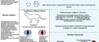 Какой цвет полезен для котов?