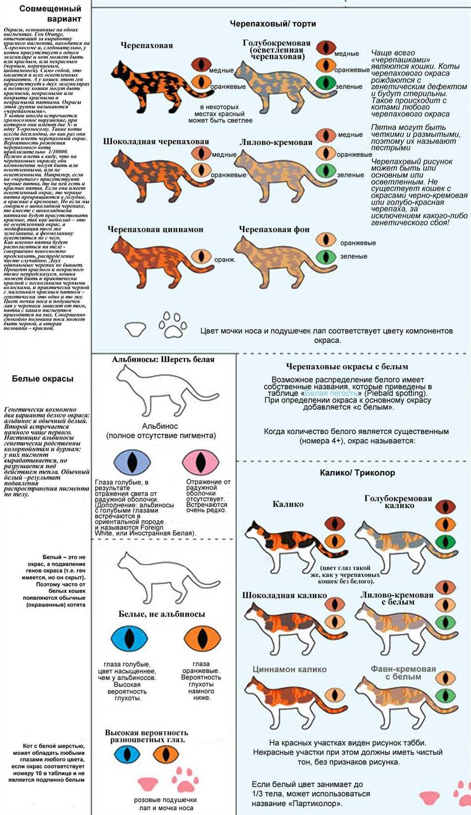 Какой цвет полезен для котов?