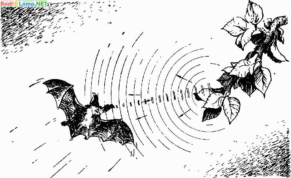 Почему летучим мышам необходим ультразвук?