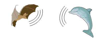 Оптимальная частота ультразвука для летучей мыши