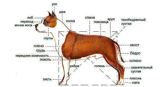 Какой характер носит стаффа?