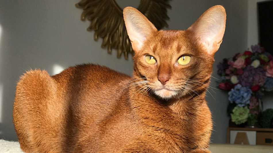 Характер абиссинских котов: особенности и черты