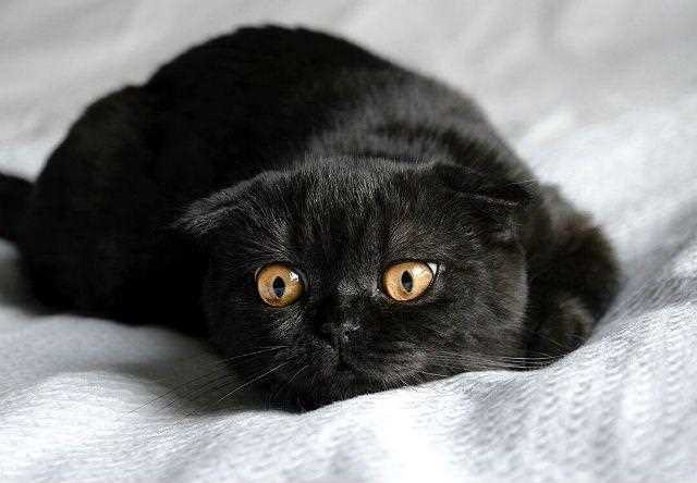 Характер черного шотландского вислоухого кота