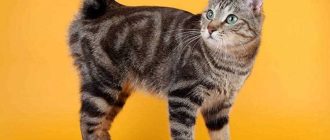 Какой характер у кошек породы бобтейл?
