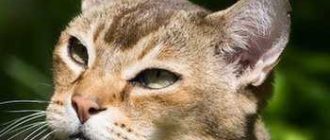 Какой характер у породы кошек табби?