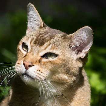 Какой характер у породы кошек табби?