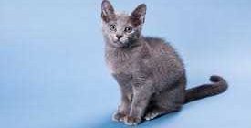Какой характер у русской голубой кошки?