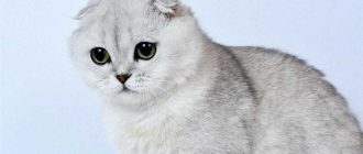 Какой характер у вислоухих кошек?
