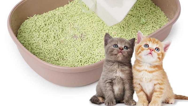 Какой хороший наполнитель для кошачьего туалета без запаха?