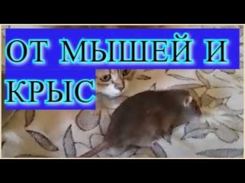 Какой звук отпугивает мышей?