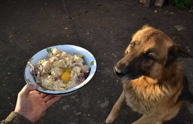 Какую натуралку можно давать собакам?