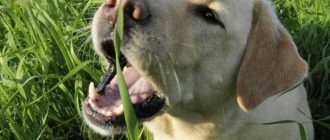 Какую траву можно давать собакам? Рекомендации и правила использования