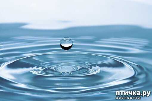 Вода из водопровода или дистиллированная вода: какой выбрать?
