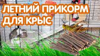 Какую зелень летом можно давать крысам?