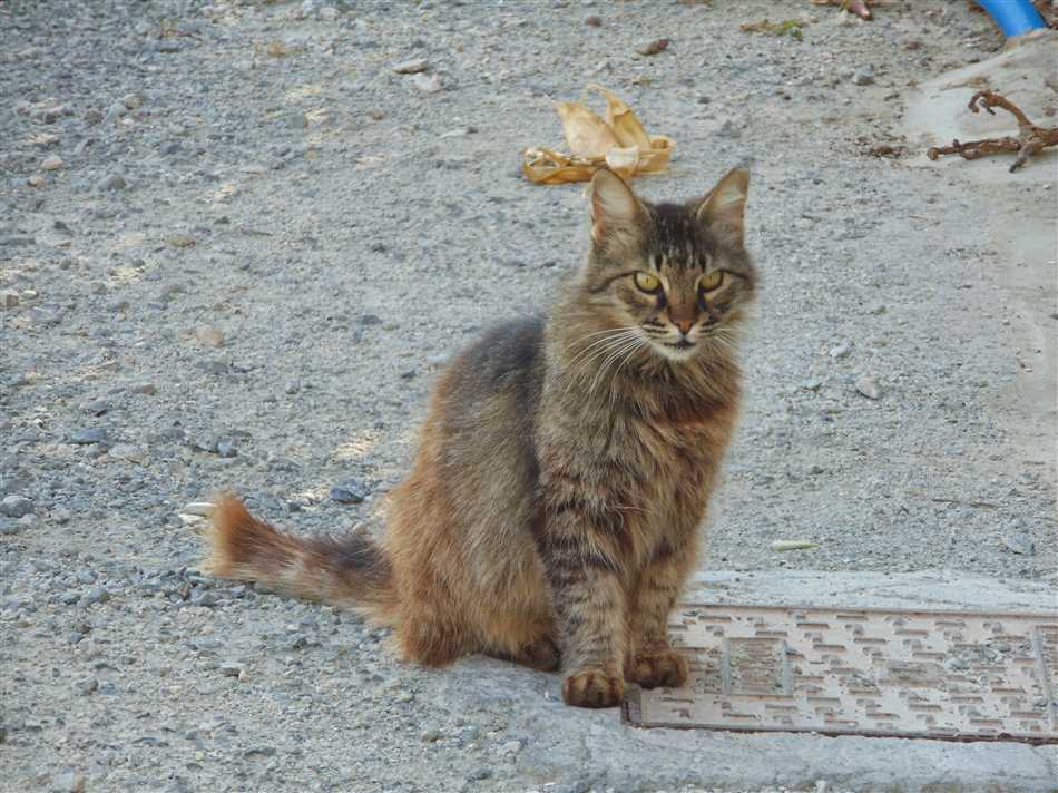 Уход за Кипрской кошкой