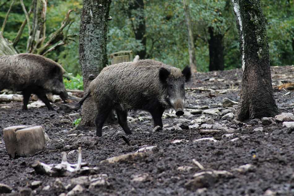 Время года и размножение кабанов