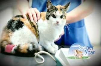 Когда и как часто обрабатывать швы после стерилизации кошки?