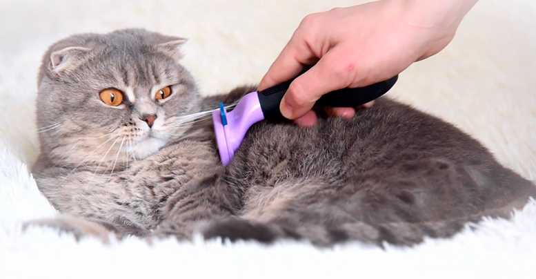 Когда кошку простерилизовали сколько раз надо обрабатывать швы в сутки?