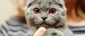 Когда можно забирать котенка от кошки вислоухие?