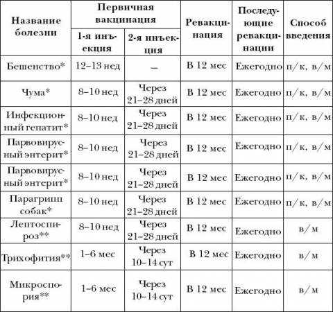 Когда надо гулять с собакой?